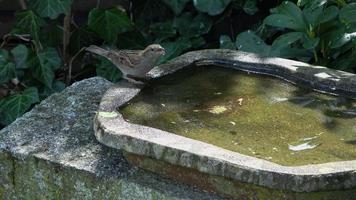 närbild på en söt liten sparv som badar och har kul i ett fågelbad en solig dag på sommaren video