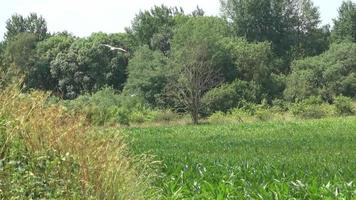 mouettes survolant un champ agricole avec une forêt en arrière-plan. video