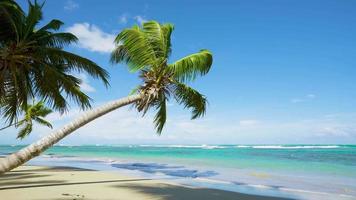 Palm tree on the beach summer landscape video