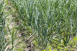 sprouts green onions photo