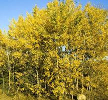 especificidad de otoño, primer plano foto