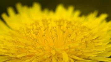 yellow beautiful dandelions photo