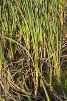 water grass, swamp photo