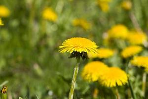 real wild yellow beautiful dandelions photo