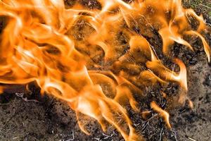 burning trees, close up photo