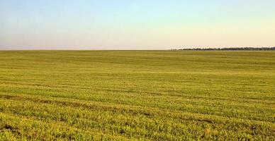 grass on the field, beautiful photo