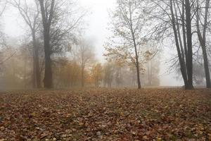 otoño en el bosque caducifolio foto