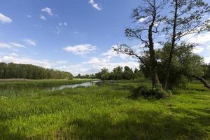 forest  and river photo