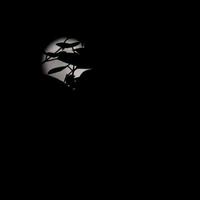 lapso de tiempo de la luna, lapso de tiempo de stock - subida de la luna llena en el cielo de la naturaleza oscura, la noche. Lapso de tiempo de disco de luna llena con luz de luna en el cielo negro oscuro de la noche. secuencias de video gratuitas de alta calidad o timelapse foto