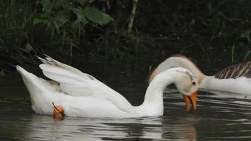 Swan Couple Eating on the Pond