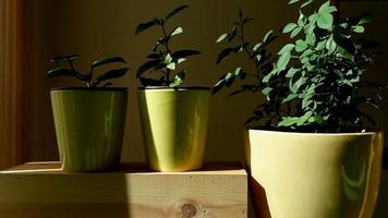 window lights reflecting on three plants, home setting video