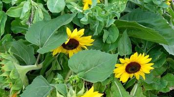 showing three sunflowers, hot summer video
