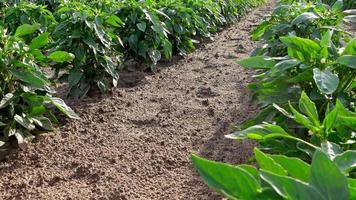 walking in a farm of pepper plants video