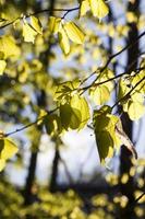 linden foliage close up photo