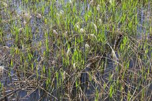 grass in the swamp photo