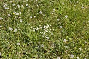 Spring flower meadow photo