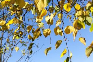 Sunny or cloudy autumn photo