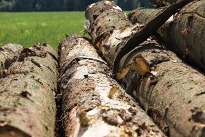 logging pine logs photo