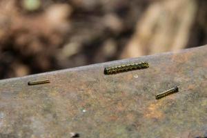 A lot of little black caterpillars boxen firing on the rails of narrow gauge railway. Environmental disaster in Mezmay. photo