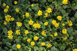 Buttercup yellow flower blooming in the spring in the woods photo