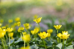 Buttercup yellow flower blooming in the spring in the woods photo