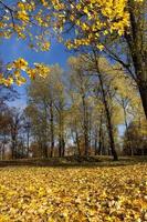 autumn yellow foliage photo