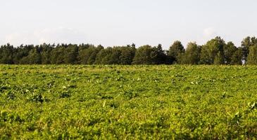 grass and forest, summer photo