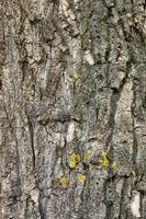 uneven tree bark photo