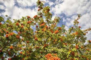 red Rowan berries photo