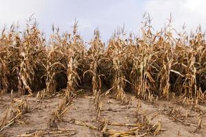 mature corn . autumn photo