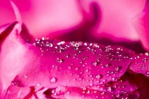 the red petals of peony photo