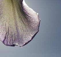the petals of the blue iris photo