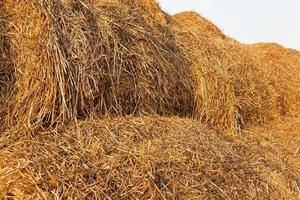 bales of straw photo