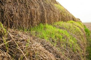 wheat germ, sprout photo