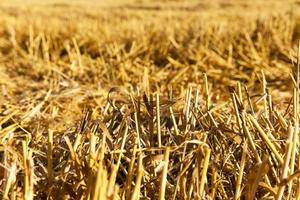 straw after the harvest photo