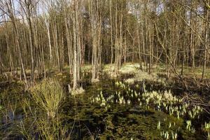 trees in spring photo