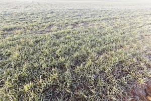 winter weather in an agricultural field photo