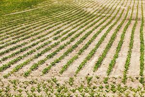 un campo agrícola donde se cultivan remolachas foto