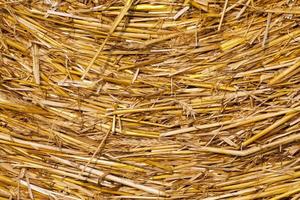 agricultural field with straw stacks photo