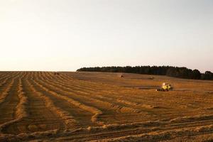 cereal harvest. Sunset photo