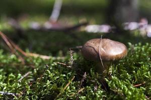 Forest mushroom,  close-up photo