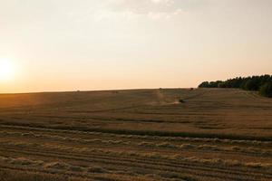 cosecha de cereales. puesta de sol foto