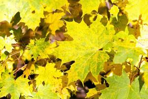 hojas de otoño, primer plano foto