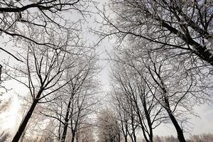 trees .  winter season. photo