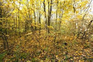 forest ,  autumn season. photo