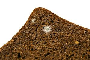 mold on bread photo