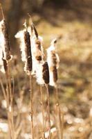 Yellow reeds spring photo