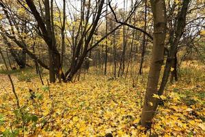 autumn season  forest photo