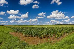 agricultural field with a crop photo