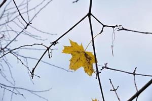 maple trees during autumn photo